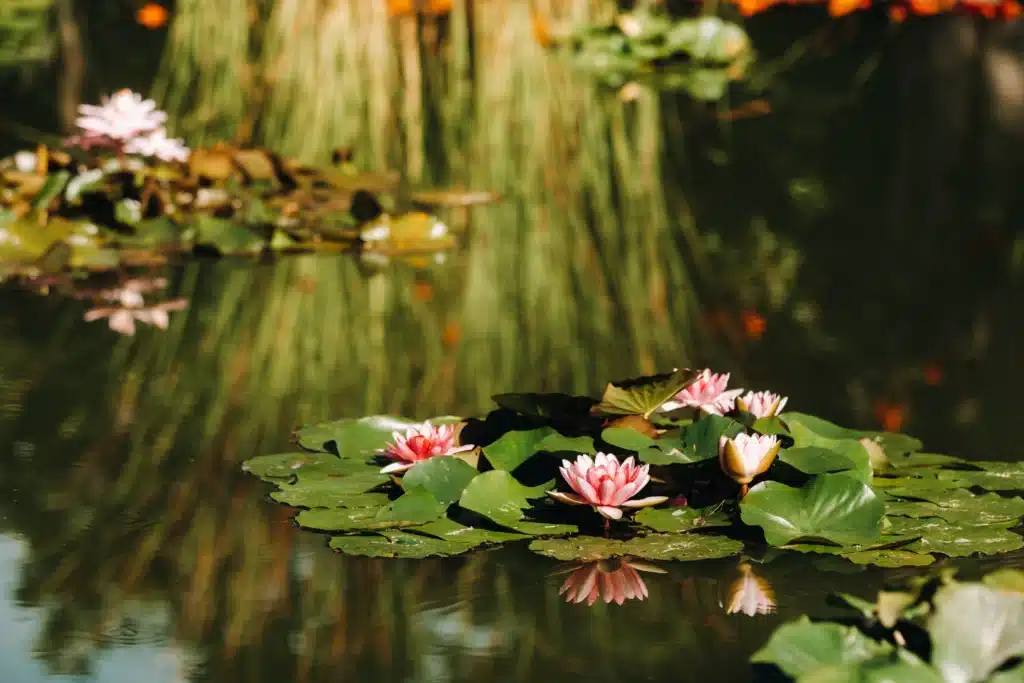 close up of garden pond surface with water lily flowers
