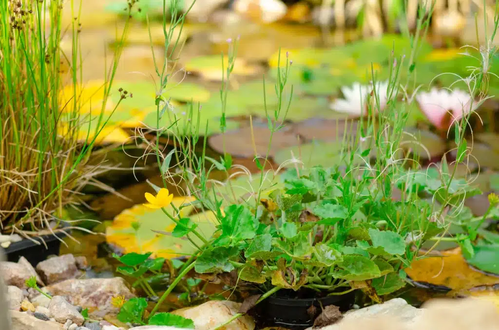close up of plants and rocks beside a pond