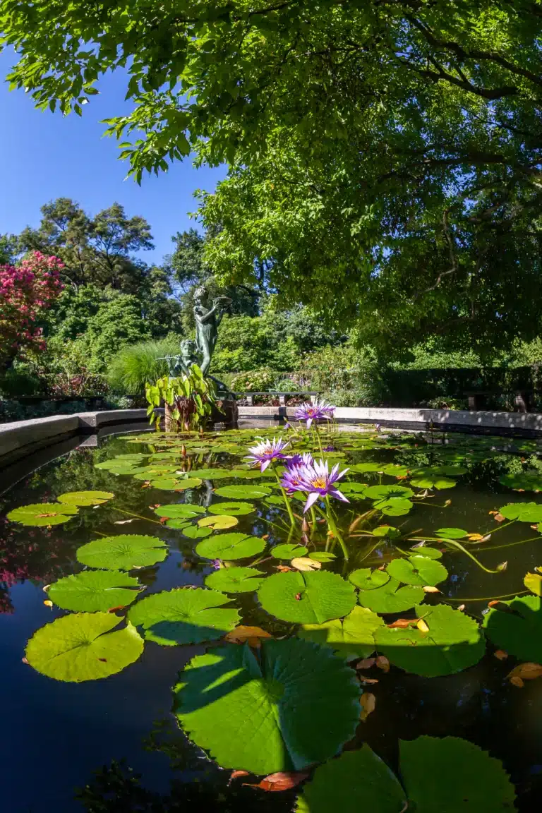 close up of a garden pond with lily pads and a statue fountain