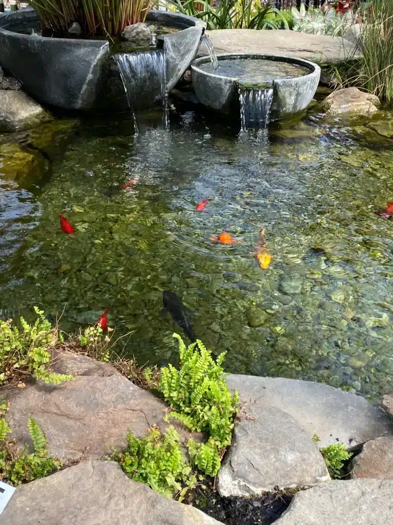 close up of koi fish in a garden pond with a waterfall feature