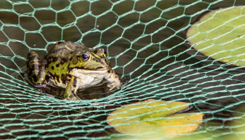 close up of a frog sitting on a net over a garden pond