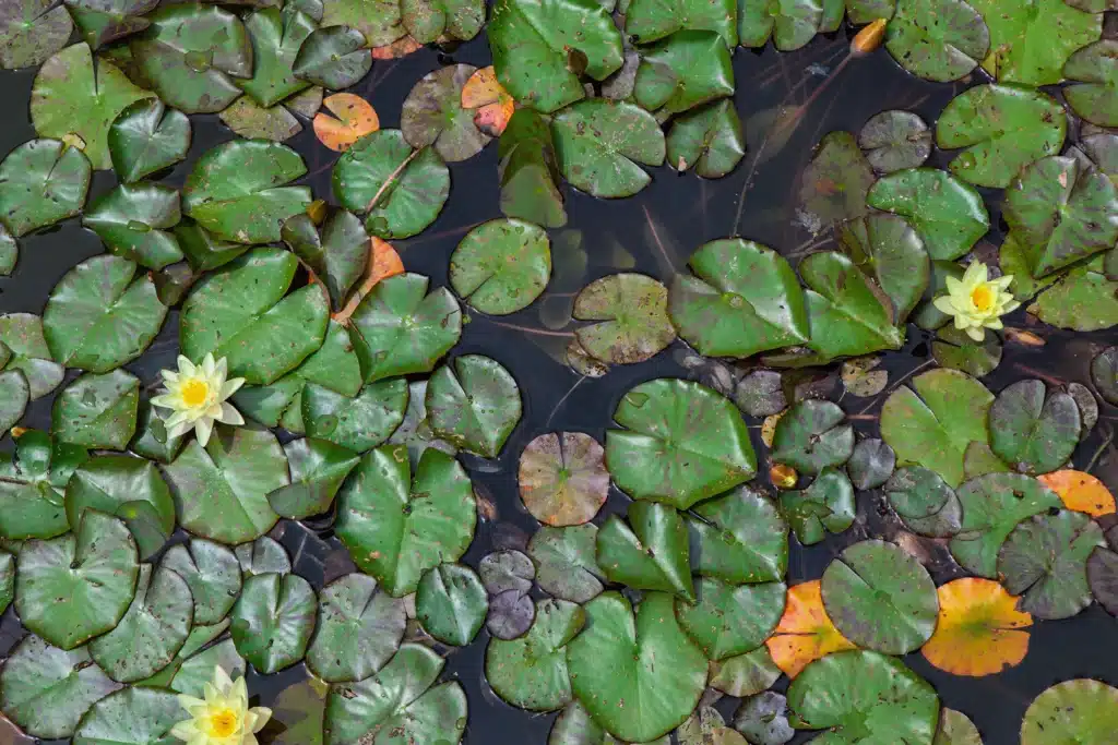 birds eye view of the top of a pond covered in water lillies and flowers